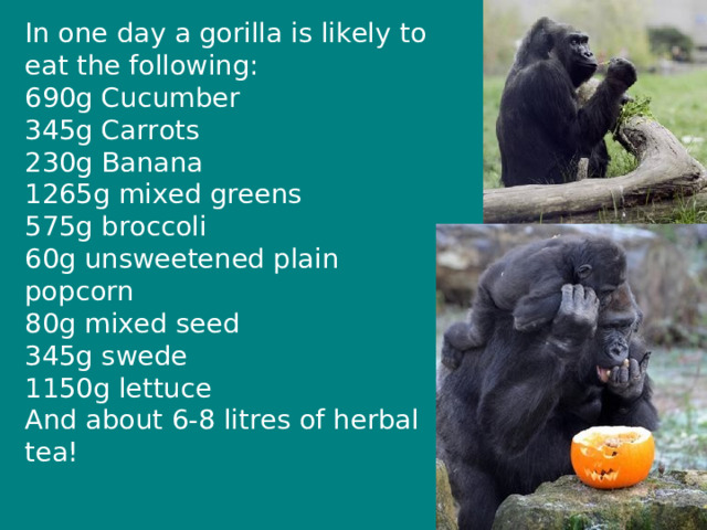 In one day a gorilla is likely to eat the following:  690g Cucumber  345g Carrots  230g Banana  1265g mixed greens  575g broccoli  60g unsweetened plain popcorn  80g mixed seed  345g swede  1150g lettuce  And about 6-8 litres of herbal tea! 