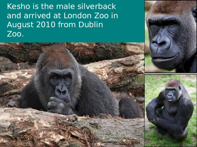 Kesho is the male silverback and arrived at London Zoo in August 2010 from Dublin Zoo. 