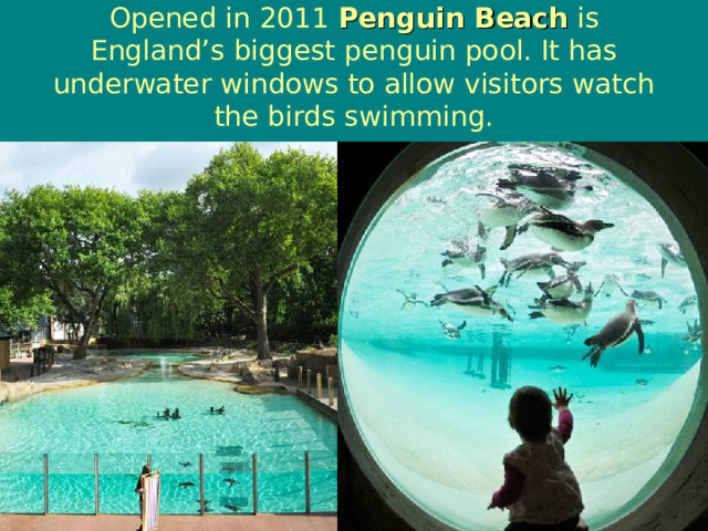 Opened in 2011 Penguin Beach is England’s biggest penguin pool. It has underwater windows to allow visitors watch the birds swimming. 
