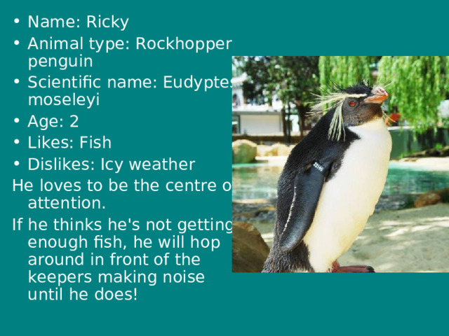 Name: Ricky Animal type: Rockhopper penguin Scientific name: Eudyptes moseleyi Age: 2 Likes: Fish Dislikes: Icy weather He loves to be the centre of attention. If he thinks he's not getting enough fish, he will hop around in front of the keepers making noise until he does!   