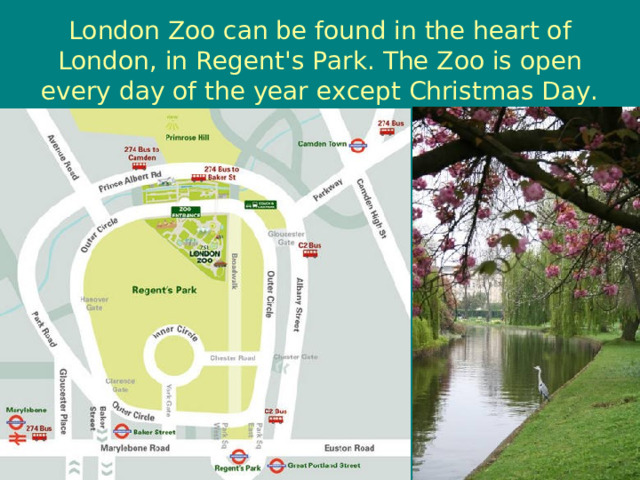 London Zoo can be found in the heart of London, in Regent's Park. The Zoo is open every day of the year except Christmas Day. 