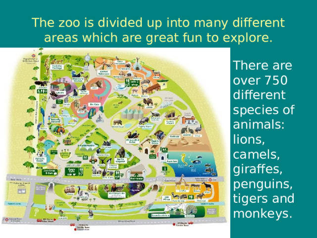 The zoo is divided up into many different areas which are great fun to explore. There are over 750 different species of animals: lions, camels, giraffes, penguins, tigers and monkeys. 