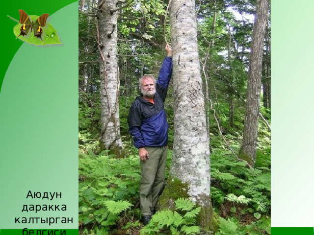 Аюдун даракка калтырган белгиси 