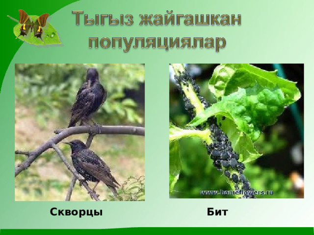 Скворцы Бит 