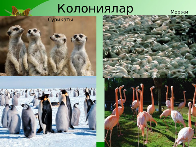 Колониялар Моржи Сурикаты  