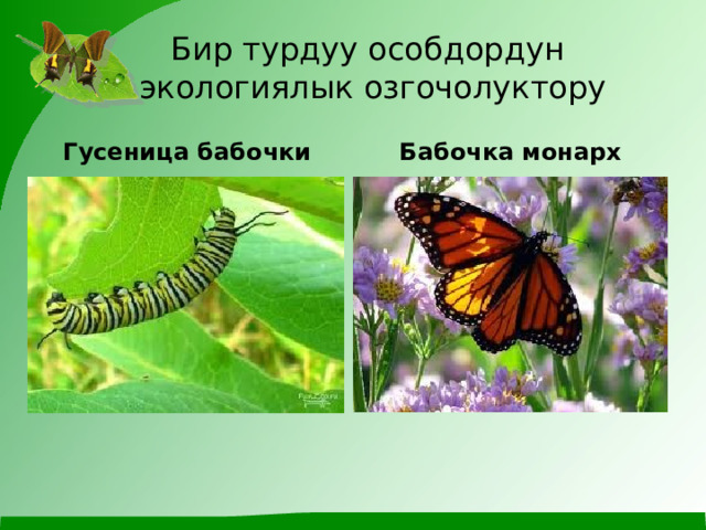 Бир турдуу особдордун  экологиялык озгочолуктору Гусеница бабочки Бабочка монарх 