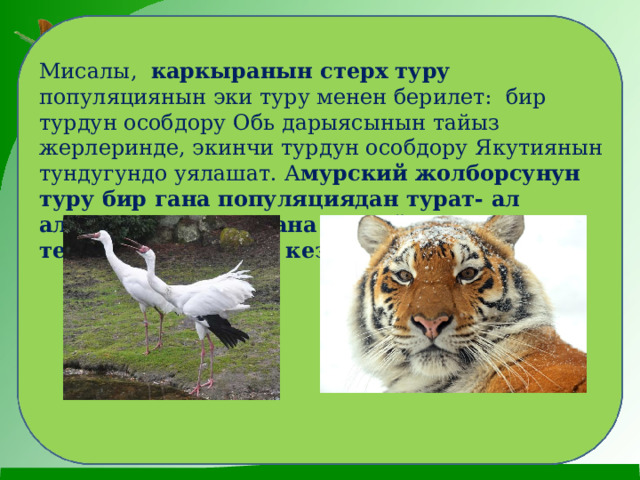 Мисалы, каркыранын стерх туру популяциянын эки туру менен берилет: бир турдун особдору Обь дарыясынын тайыз жерлеринде, экинчи турдун особдору Якутиянын тундугундо уялашат. А мурский жолборсунун туру бир гана популяциядан турат- ал алыскы Чыгыш жана Кытайдын кээ бир территоряларында кездешет . 