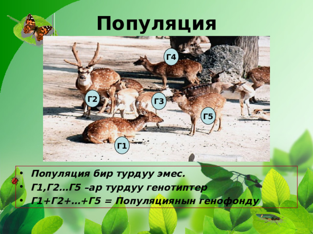 Популяция Г4 Г2 Г3 Г5 Г1 Популяция бир турдуу эмес. Г1,Г2…Г5 –ар турдуу генотиптер Г1+Г2+…+Г5 = Популяциянын генофонду 