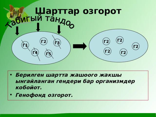 Шарттар озгорот Г2 Г2 Г2 Г3 Г1 Г2 Г2 Г2 Г4 Г5 Берилген шартта жашоого жакшы ынгайланган гендери бар организмдер кобойот. Генофонд озгорот. 