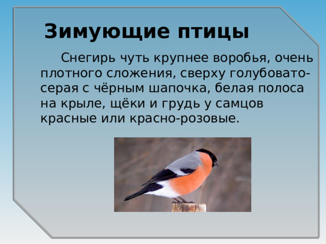 Зимующие птицы  Снегирь чуть крупнее воробья, очень плотного сложения, сверху голубовато-серая с чёрным шапочка, белая полоса на крыле, щёки и грудь у самцов красные или красно-розовые.   
