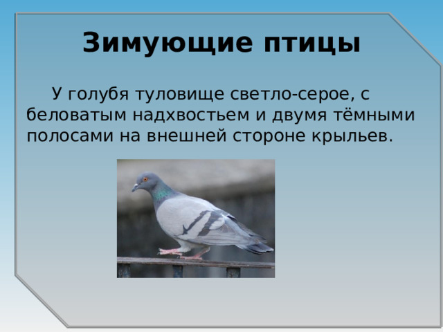 Зимующие птицы   У голубя туловище светло-серое, с беловатым надхвостьем и двумя тёмными полосами на внешней стороне крыльев. 