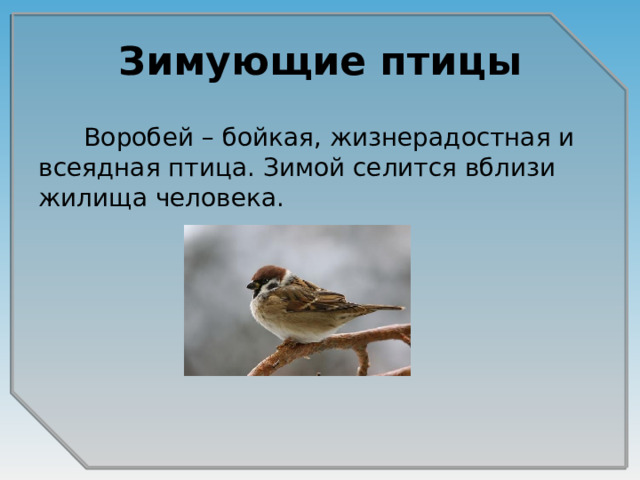 Зимующие птицы  Воробей – бойкая, жизнерадостная и всеядная птица. Зимой селится вблизи жилища человека.  