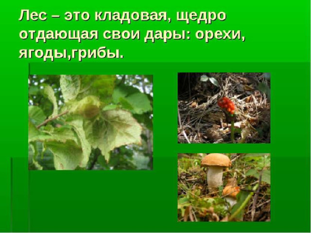 ПРО ЩЕДРУЮ РОДИНУ, ДАРЫ ЛЕСА И ЖИЗНЬ