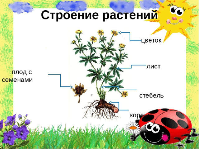 Схема строения растения для дошкольников