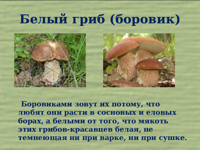 Белый гриб (боровик)  Боровиками зовут их потому, что любят они расти в сосновых и еловых борах, а белыми от того, что мякоть этих грибов-красавцев белая, не темнеющая ни при варке, ни при сушке.  