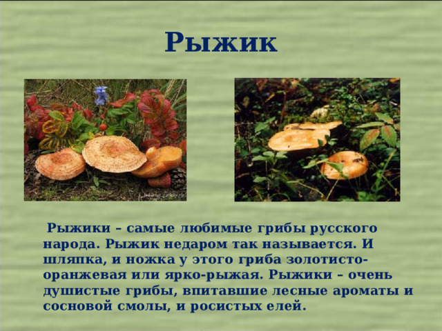 Рыжик  Рыжики – самые любимые грибы русского народа. Рыжик недаром так называется. И шляпка, и ножка у этого гриба золотисто-оранжевая или ярко-рыжая. Рыжики – очень душистые грибы, впитавшие лесные ароматы и сосновой смолы, и росистых елей. 