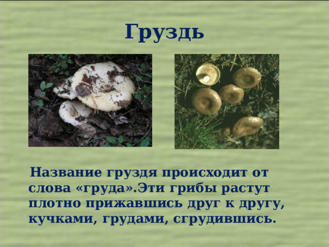 Груздь  Название груздя происходит от слова «груда».Эти грибы растут плотно прижавшись друг к другу, кучками, грудами, сгрудившись. 