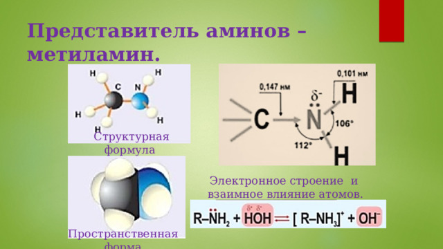 Представитель аминов – метиламин.  Структурная формула Электронное строение и взаимное влияние атомов. Пространственная форма 