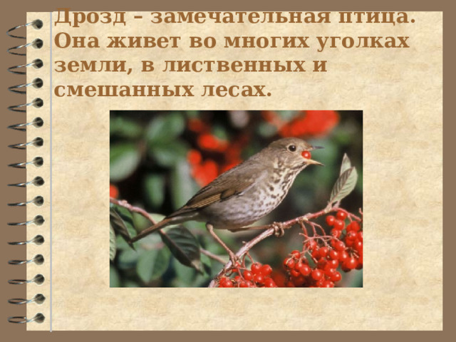 Дрозд – замечательная птица. Она живет во многих уголках земли, в лиственных и смешанных лесах. 