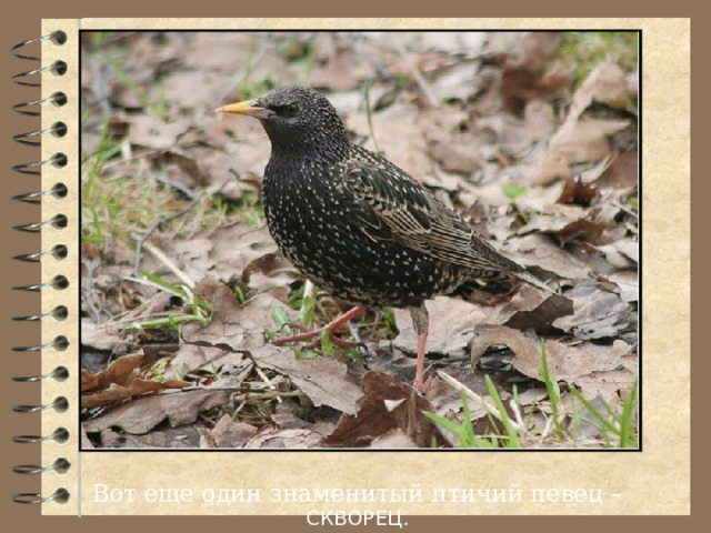 Вот еще один знаменитый птичий певец – СКВОРЕЦ . 