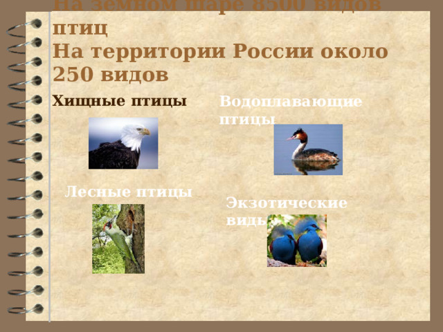 На земном шаре 8500 видов птиц  На территории России около 250 видов   Хищные птицы  Водоплавающие птицы Лесные птицы Экзотические виды 
