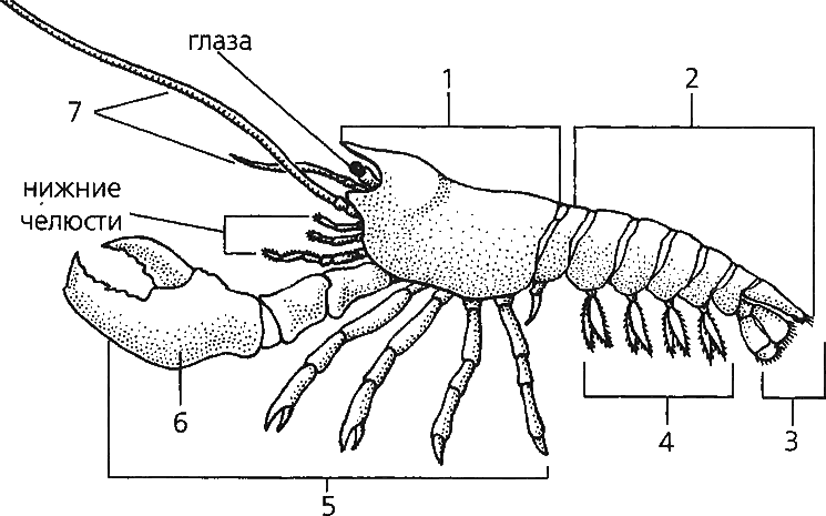 Какая часть тела речного рака обозначена на рисунке вопросительным знаком