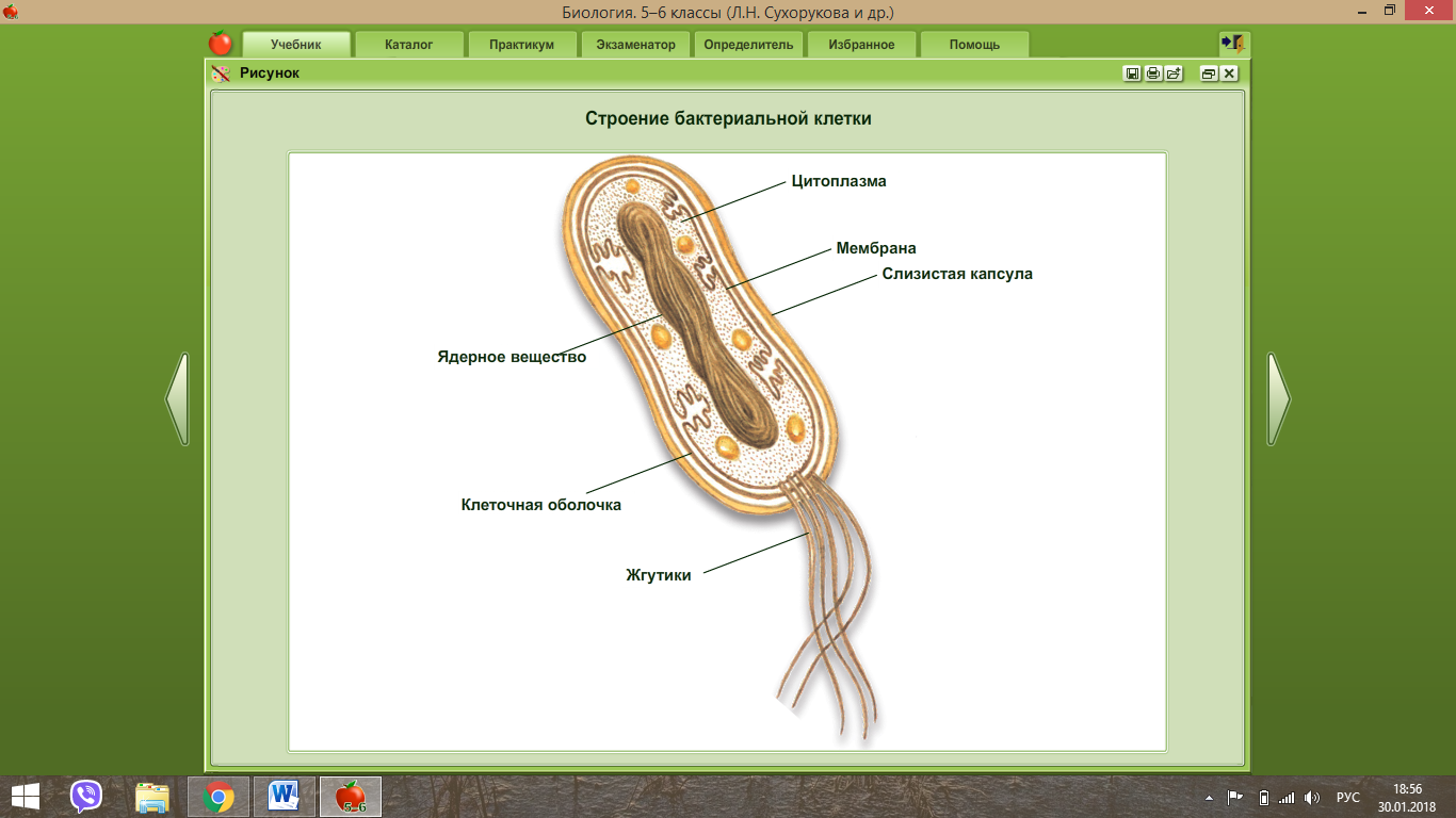 Строение бактериальной клетки 7 класс рисунок с подписями