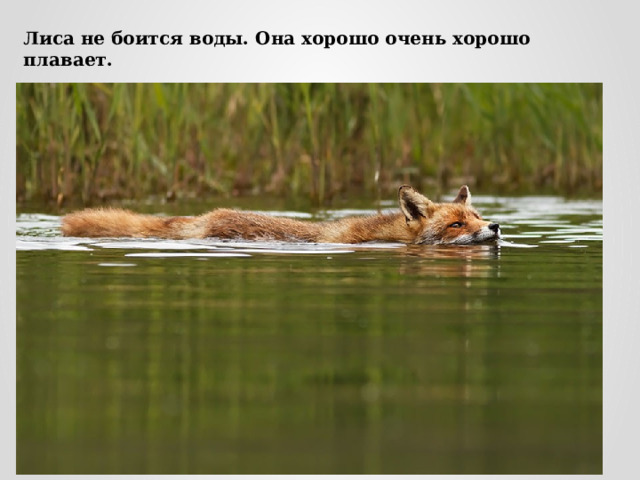 Лиса не боится воды. Она хорошо очень хорошо плавает. 