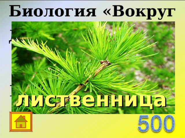 Биология «Вокруг нас…» Дерево - символ нашей Родины. лиственница 