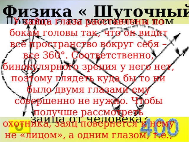 Физика « Шуточный » Доктор, а вы уверены в том, что если я много буду есть моркови, то у меня улучшится зрение? - Конечно, вы когда-нибудь видели зайца в очках?  В чем отличие зрения зайца от человека? У зайца глаза расставлены по бокам головы так, что он видит всё пространство вокруг себя – все 360°. Соответственно, бинокулярного зрения у него нет, поэтому глядеть куда бы то ни было двумя глазами ему совершенно не нужно. Чтобы получше рассмотреть охотника, заяц повернется к нему не «лицом», а одним глазом, т.е., с человеческой точки зрения – будет «косить». 