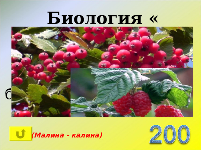 Биология « Шуточный » Какие ягоды с буквой «М» - сладкие, а с буквой «К» - горькие?   (Малина - калина) 