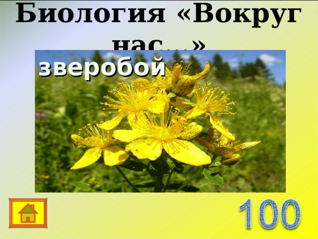 Биология «Вокруг нас…» зверобой Трава от 99 болезней 