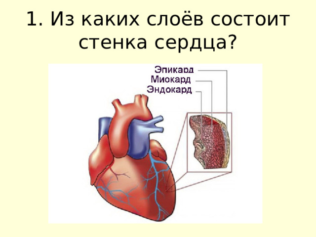 1. Из каких слоёв состоит стенка сердца? 