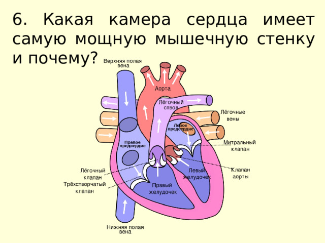 6. Какая камера сердца имеет самую мощную мышечную стенку и почему? 