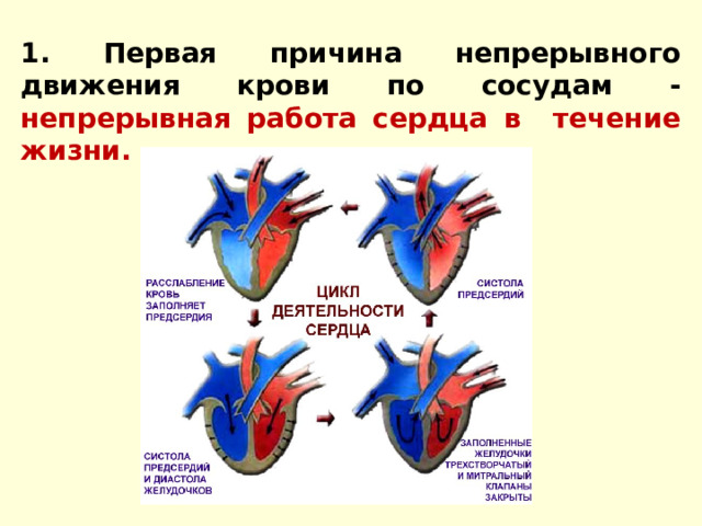 1. Первая причина непрерывного движения крови по сосудам - непрерывная работа сердца в течение жизни. 
