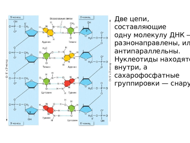 Две цепи, составляющие одну молекулу ДНК — разнонаправлены, или антипараллельны. Нуклеотиды находятся внутри, а сахарофосфатные группировки — снаружи.