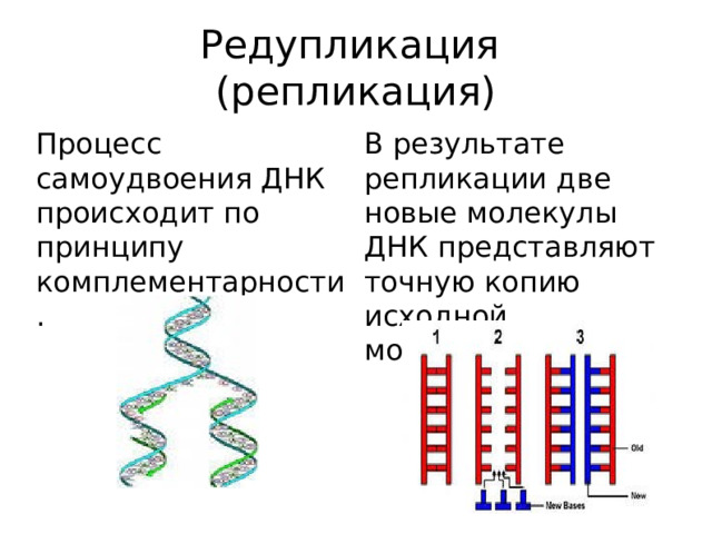Редупликация (репликация) Процесс самоудвоения ДНК происходит по принципу комплементарности. В результате репликации две новые молекулы ДНК представляют точную копию исходной молекулы.