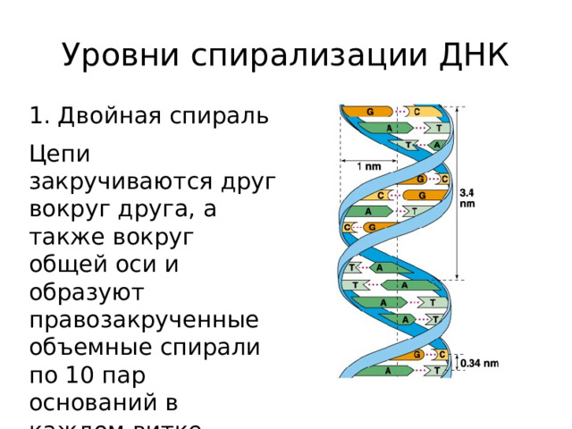 Уровни спирализации ДНК 1. Двойная спираль Цепи закручиваются друг вокруг друга, а также вокруг общей оси и образуют правозакрученные объемные спирали по 10 пар оснований в каждом витке.