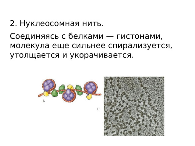 2. Нуклеосомная нить. Соединяясь с белками — гистонами, молекула еще сильнее спирализуется, утолщается и укорачивается.