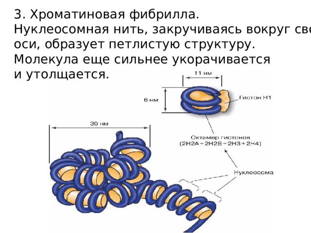 Рассмотрите рисунок на котором представлена схема компактизации упаковки наследственного материала