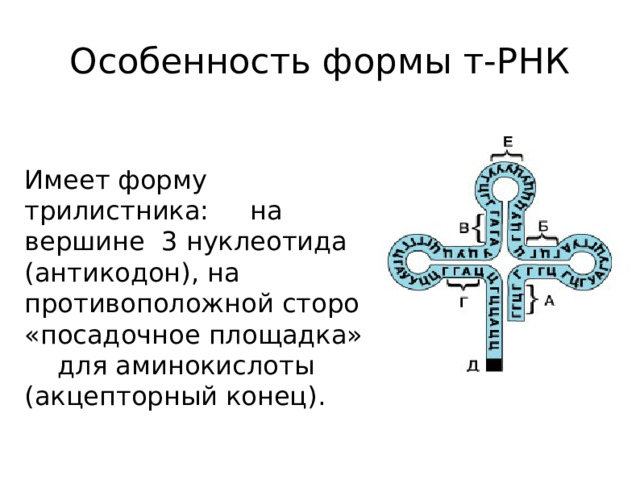 Особенность формы т-РНК Имеет форму трилистника: на вершине 3 нуклеотида (антикодон), на противоположной стороне «посадочное площадка» для аминокислоты (акцепторный конец).