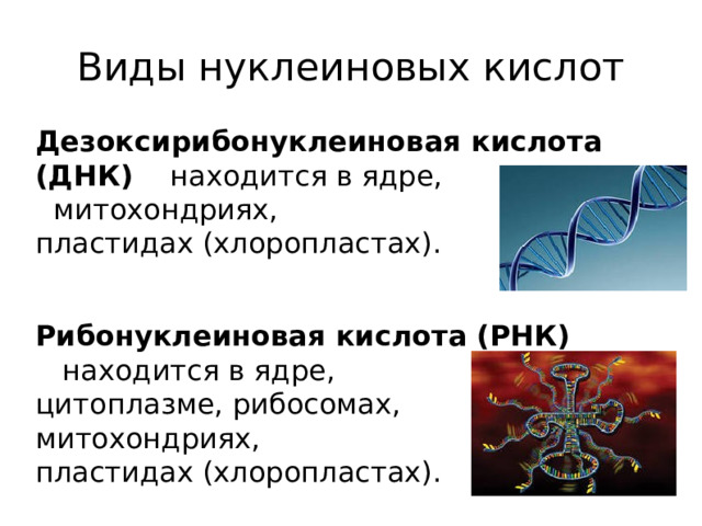 Виды нуклеиновых кислот Дезоксирибонуклеиновая кислота (ДНК) находится в ядре, митохондриях, пластидах (хлоропластах). Рибонуклеиновая кислота (РНК) находится в ядре, цитоплазме, рибосомах, митохондриях, пластидах (хлоропластах).