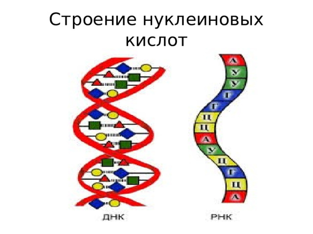 Строение нуклеиновых кислот