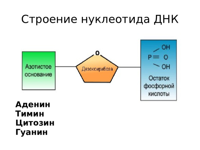 Строение нуклеотида ДНК Аденин Тимин Цитозин Гуанин