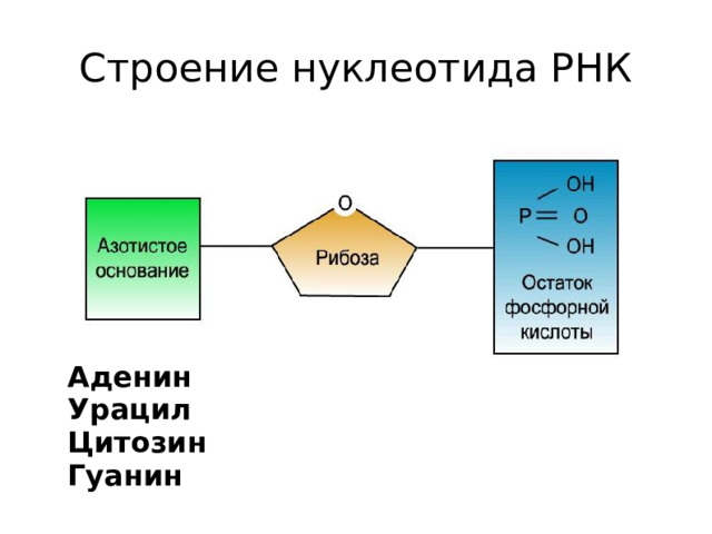 Строение нуклеотида РНК Аденин Урацил Цитозин Гуанин