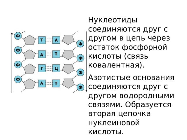 Нуклеотиды соединяются друг с другом в цепь через остаток фосфорной кислоты (связь ковалентная). Азотистые основания соединяются друг с другом водородными связями. Образуется вторая цепочка нуклеиновой кислоты.