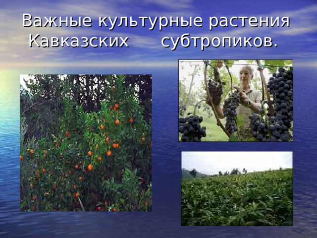 Важные культурные растения Кавказских субтропиков. Мандарины виноград  чайные кусты  