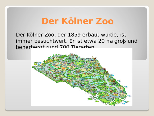Der Kölner Zoo Der Kölner Zoo, der 1859 erbaut wurde, ist immer besuchtwert. Er ist etwa 20 ha groβ und beherbergt rund 700 Tierarten. 