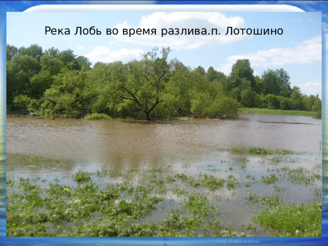 Река Лобь во время разлива.п. Лотошино 