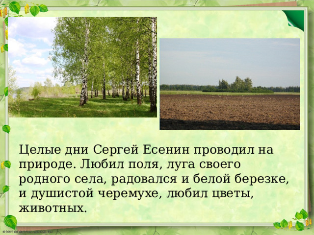 Целые дни Сергей Есенин проводил на природе. Любил поля, луга своего родного села, радовался и белой березке, и душистой черемухе, любил цветы, животных. 